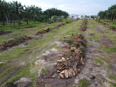 Hava sahnesinde palmiye ağacı gövdesi parçaları fırın kurutmak için bırakılmış.