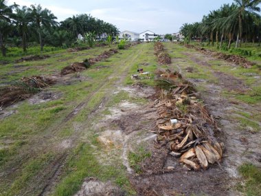 Hava sahnesinde palmiye ağacı gövdesi parçaları fırın kurutmak için bırakılmış.