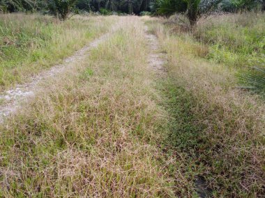 Tarlaya giden izole toprak yolun havadan görüntüsü..