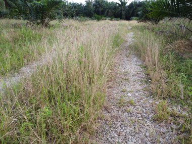 Tarlaya giden izole toprak yolun havadan görüntüsü..