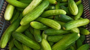 Markette satılık taze ve yeşil bir salatalık yığını..