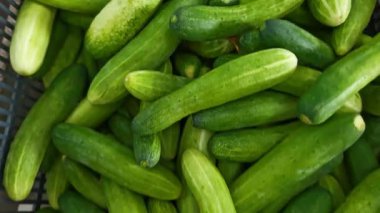 Markette satılık taze ve yeşil bir salatalık yığını..