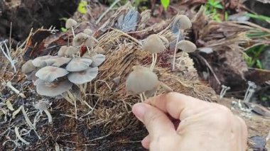 Vahşi türler, ölü ormandan filizlenen Psathyrella kıvrımları..