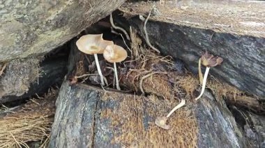 Vahşi türler, ölü ormandan filizlenen Psathyrella kıvrımları..