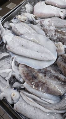 Taze loligo forbesii mürekkep balığının yakın çekimi..