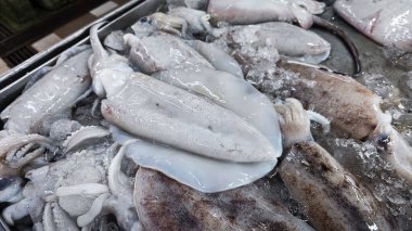 Taze loligo forbesii mürekkep balığının yakın çekimi..