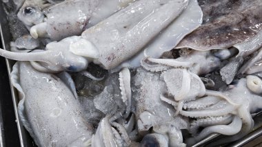 Taze loligo forbesii mürekkep balığının yakın çekimi..