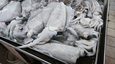 Taze loligo forbesii mürekkep balığının yakın çekimi..