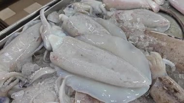 Taze loligo forbesii mürekkep balığının yakın çekimi..