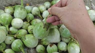 Yakın çekim yeşil yuvarlak solanyum melongena sebze veya meyve yığını.