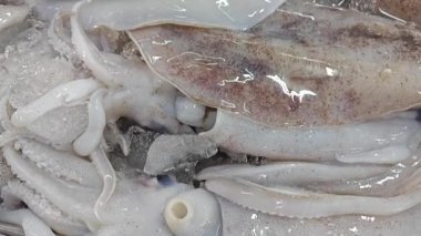 Taze loligo forbesii mürekkep balığının yakın çekimi..