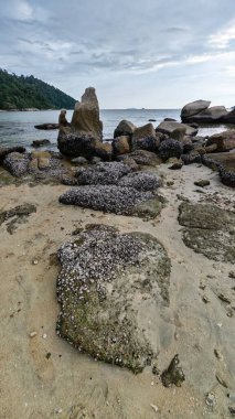 Deniz aygırı kabuğu sahildeki kayalarda ya da kayalarda sıkışıp kalmış..