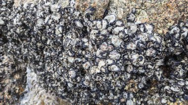 Deniz aygırı kabuğu sahildeki kayalarda ya da kayalarda sıkışıp kalmış..