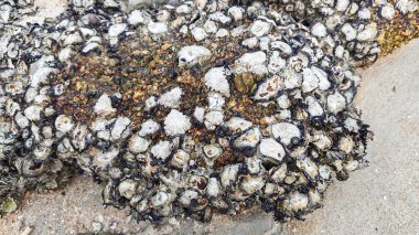 Deniz aygırı kabuğu sahildeki kayalarda ya da kayalarda sıkışıp kalmış..