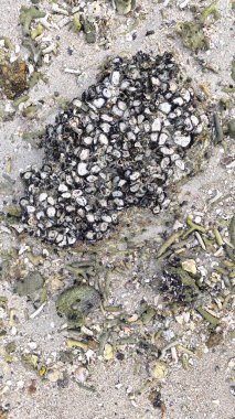 Deniz aygırı kabuğu sahildeki kayalarda ya da kayalarda sıkışıp kalmış..