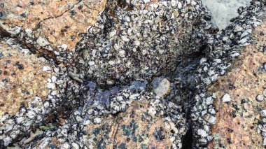 Deniz aygırı kabuğu sahildeki kayalarda ya da kayalarda sıkışıp kalmış..