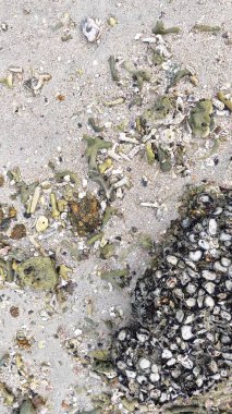 Deniz aygırı kabuğu sahildeki kayalarda ya da kayalarda sıkışıp kalmış..