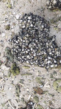 Deniz aygırı kabuğu sahildeki kayalarda ya da kayalarda sıkışıp kalmış..