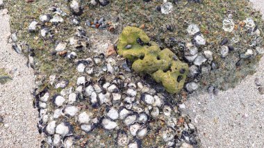 Deniz aygırı kabuğu sahildeki kayalarda ya da kayalarda sıkışıp kalmış..