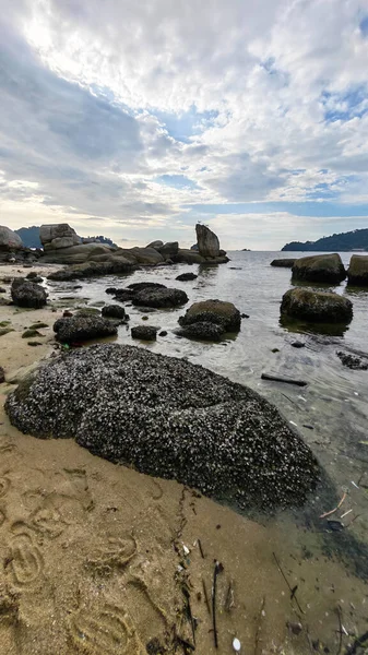 Deniz aygırı kabuğu sahildeki kayalarda ya da kayalarda sıkışıp kalmış..