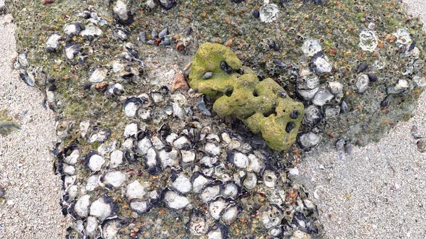 Deniz aygırı kabuğu sahildeki kayalarda ya da kayalarda sıkışıp kalmış..