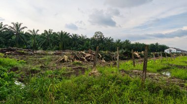 Sabahın erken saatlerinde tarım sabanı manzarasına bakıyorum..