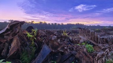 Sabahın erken saatlerinde tarım sabanı manzarasına bakıyorum..