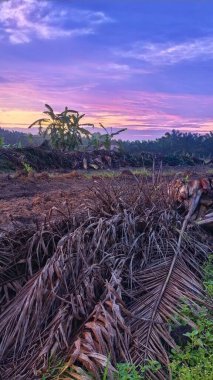 Sabahın erken saatlerinde tarım sabanı manzarasına bakıyorum..