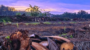 Sabahın erken saatlerinde tarım sabanı manzarasına bakıyorum..