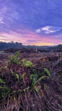 Sabahın erken saatlerinde tarım sabanı manzarasına bakıyorum..