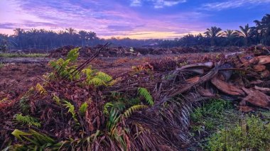 Sabahın erken saatlerinde tarım sabanı manzarasına bakıyorum..