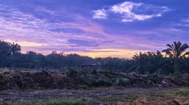 Sabahın erken saatlerinde tarım sabanı manzarasına bakıyorum..