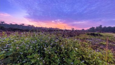 Sabahın erken saatlerinde tarım sabanı manzarasına bakıyorum..