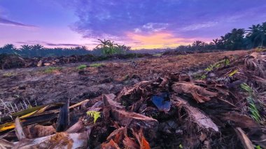 Sabahın erken saatlerinde tarım sabanı manzarasına bakıyorum..