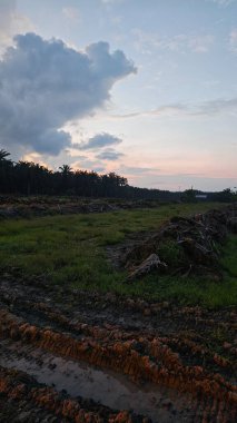 Sabahın erken saatlerinde tarım sabanı manzarasına bakıyorum..