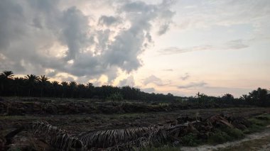 Sabahın erken saatlerinde tarım sabanı manzarasına bakıyorum..