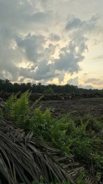 Sabahın erken saatlerinde tarım sabanı manzarasına bakıyorum..