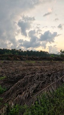 Sabahın erken saatlerinde tarım sabanı manzarasına bakıyorum..