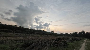 Sabahın erken saatlerinde tarım sabanı manzarasına bakıyorum..