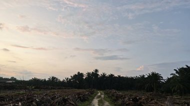 Sabahın erken saatlerinde tarım sabanı manzarasına bakıyorum..