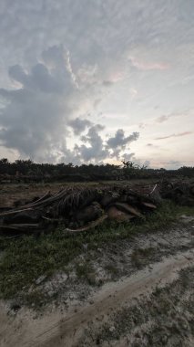 Sabahın erken saatlerinde tarım sabanı manzarasına bakıyorum..