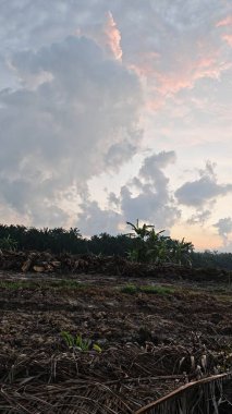 Sabahın erken saatlerinde tarım sabanı manzarasına bakıyorum..
