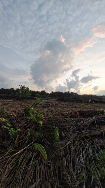 Sabahın erken saatlerinde tarım sabanı manzarasına bakıyorum..