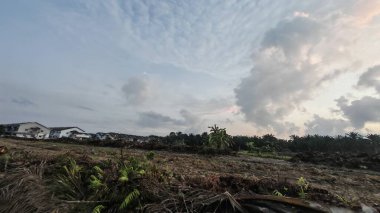 Sabahın erken saatlerinde tarım sabanı manzarasına bakıyorum..