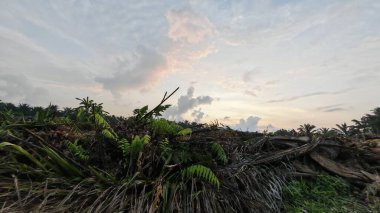 Sabahın erken saatlerinde tarım sabanı manzarasına bakıyorum..