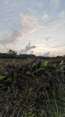 Sabahın erken saatlerinde tarım sabanı manzarasına bakıyorum..