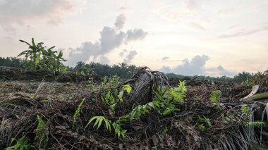 Sabahın erken saatlerinde tarım sabanı manzarasına bakıyorum..