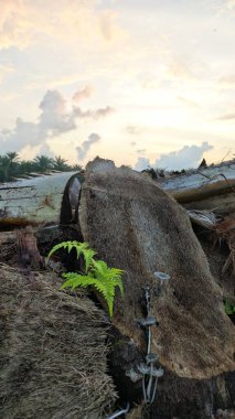 Sabahın erken saatlerinde tarım sabanı manzarasına bakıyorum..