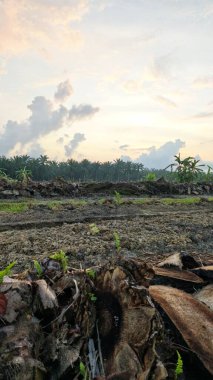 Sabahın erken saatlerinde tarım sabanı manzarasına bakıyorum..