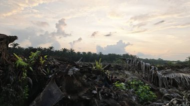Sabahın erken saatlerinde tarım sabanı manzarasına bakıyorum..